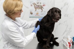 Benefits of Using Panacur for Dogs