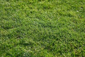 artificial turf installation houston