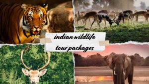 Indian Wildlife Tour Packages for Nature and Safari Lovers