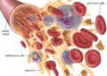 White Blood Cells