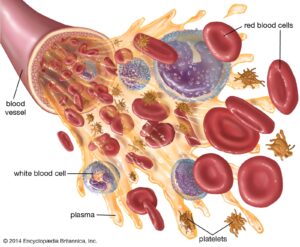 White Blood Cells