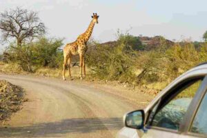 budget safari tanzania ZAFS Tours