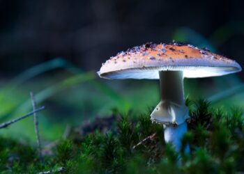 How to Choose Quality Turkey Tail Dual Extract Tinctures?