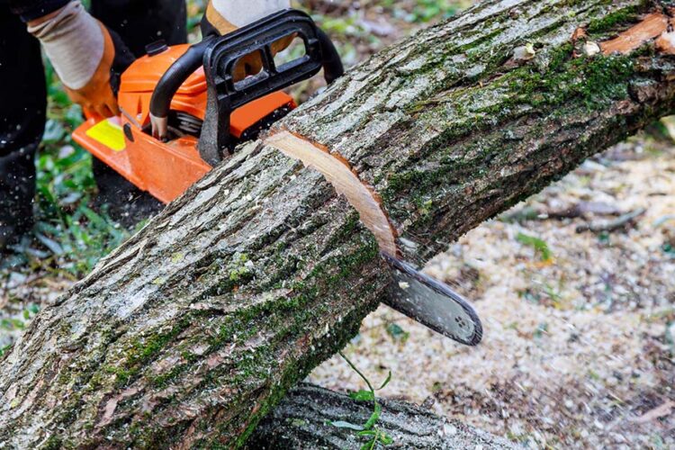 Tree Cutting Service Manhattan