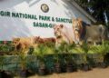 Gir National Park Wildlife Tour Package: Roar into the Wild Heart of Gujarat