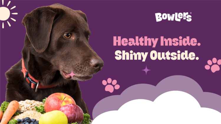 guide-to-holistic-dogcare-grooming