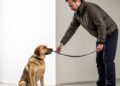 How to Choose Pet Training Classes in Abbotsford