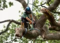 Tree Service Tips to Maintain a Beautiful and Safe Outdoor Space