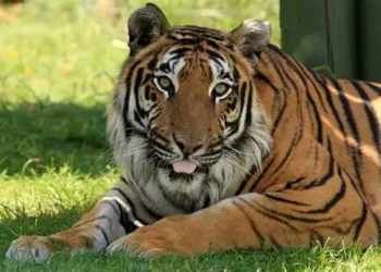 Ranthambore National Park & Tiger Reserve: Where Royalty Roams Wild